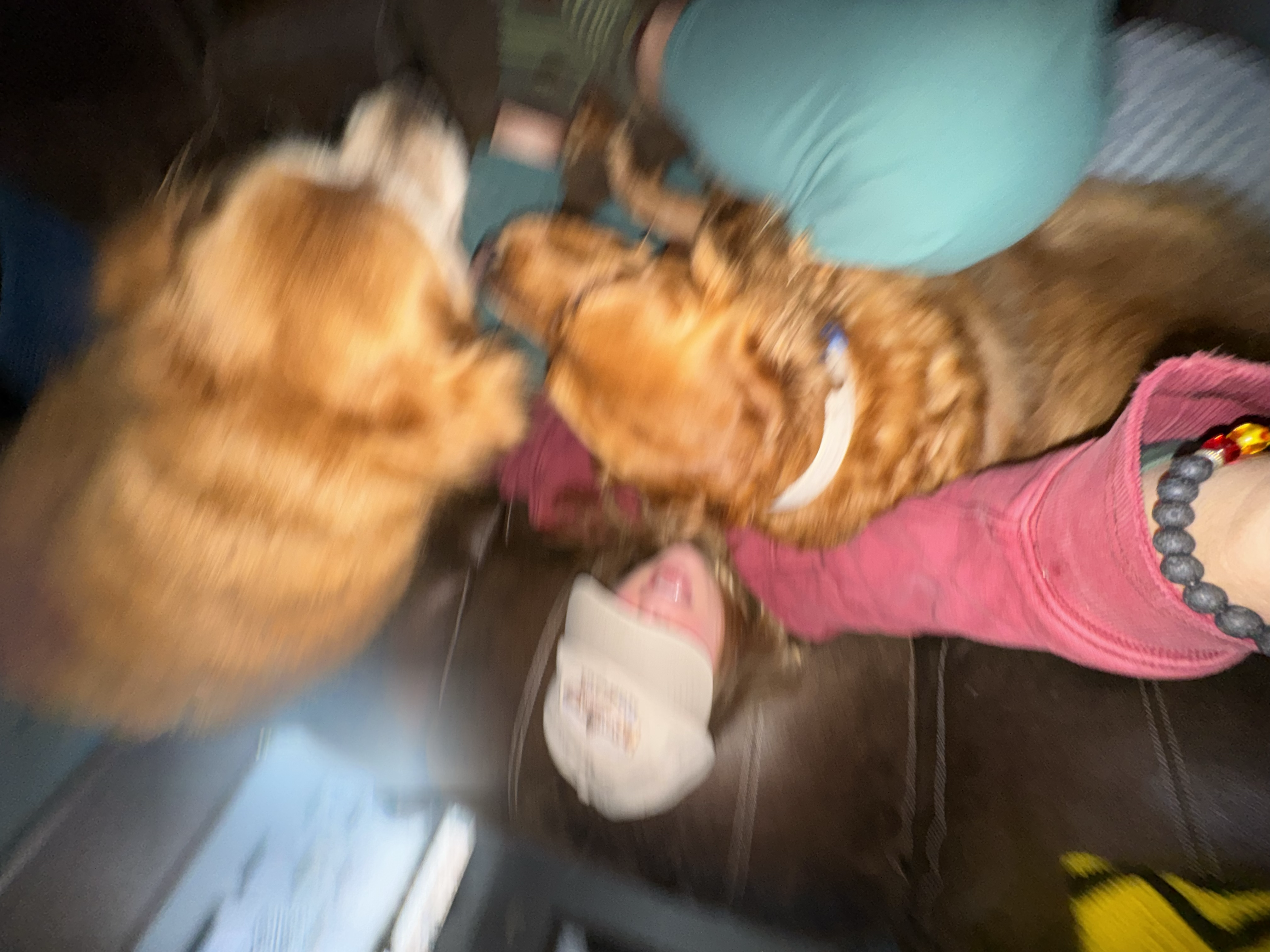 dogs causing a ruckus