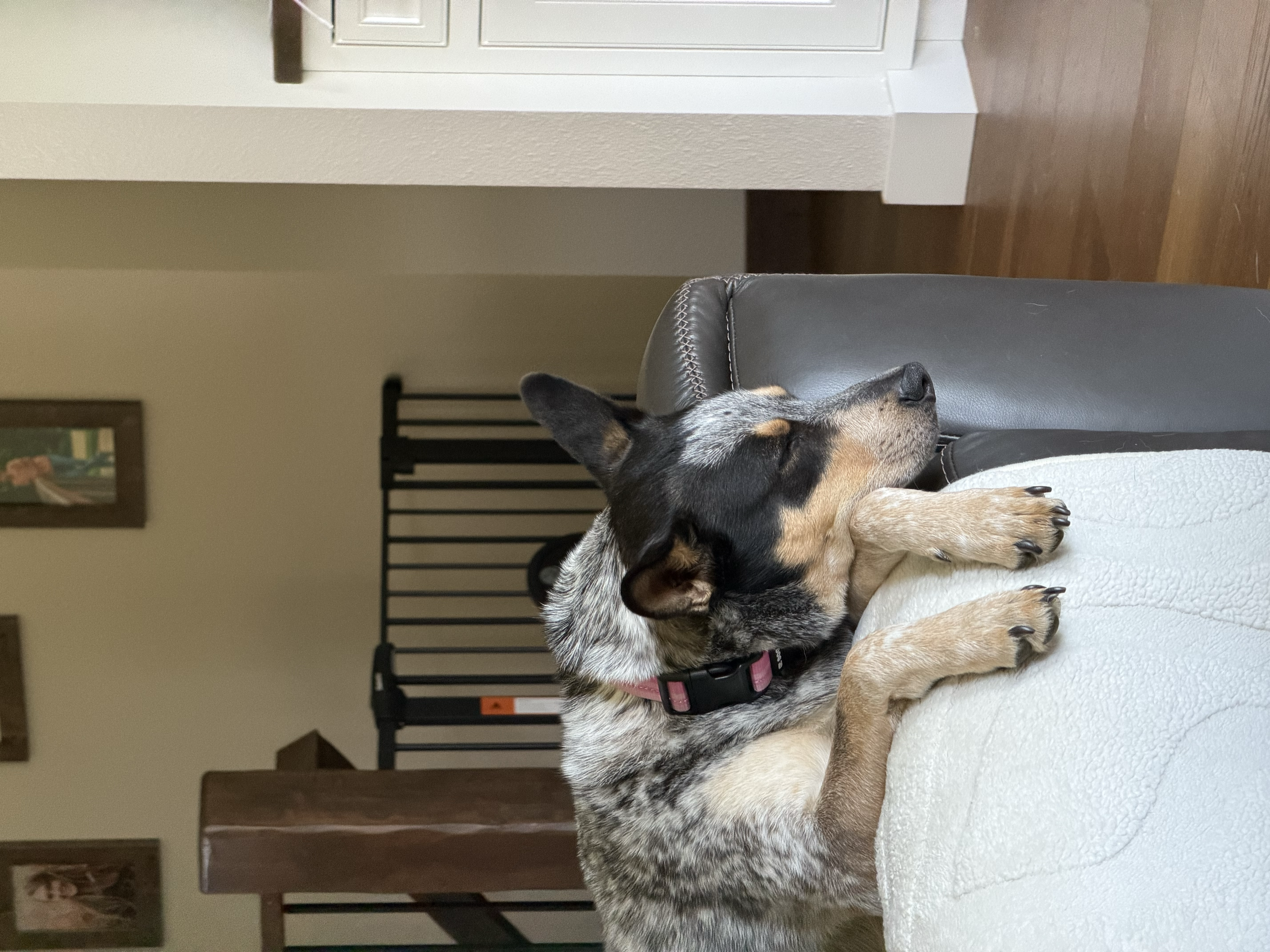 dog sleeping
