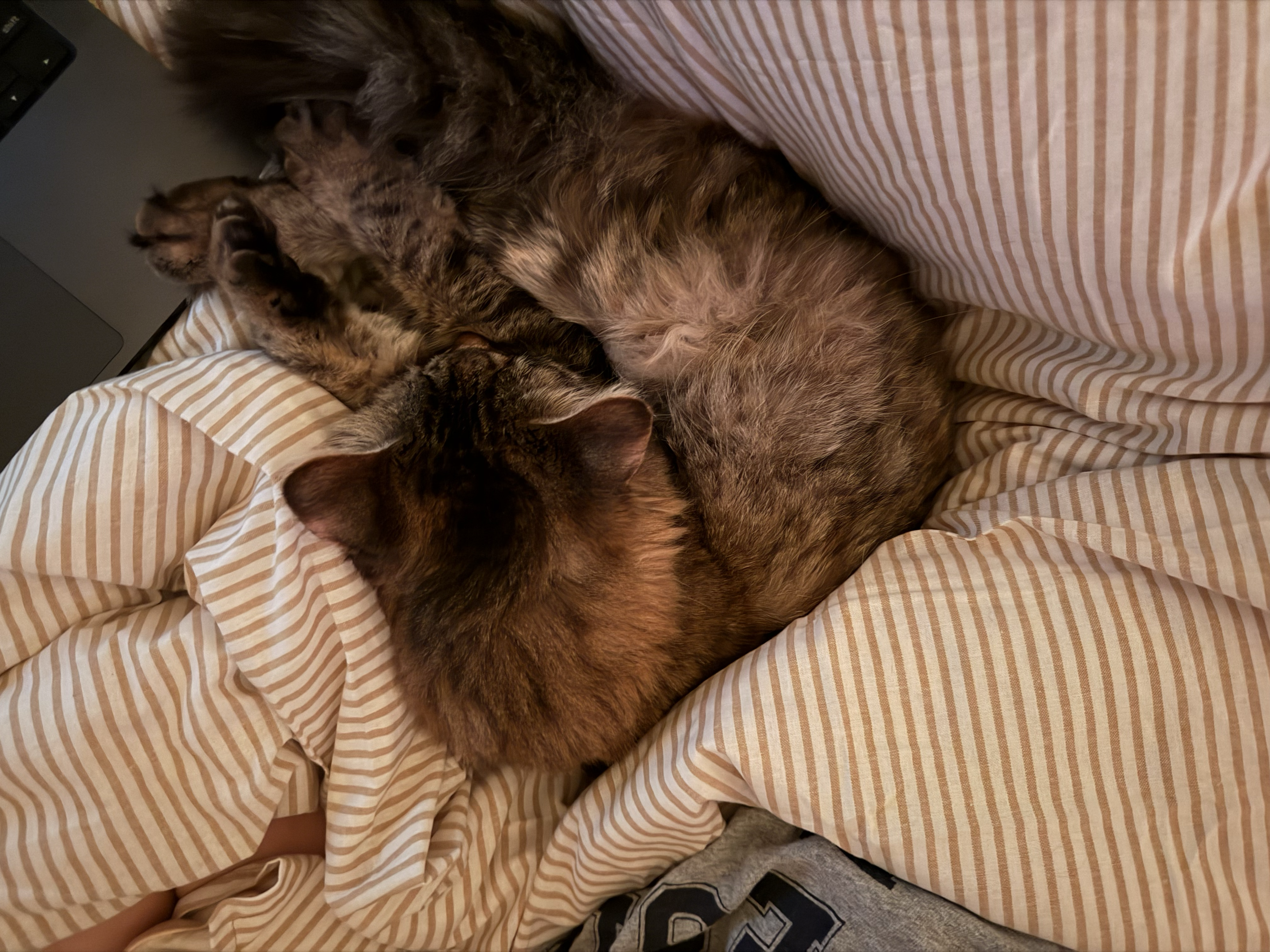 cat sleeping