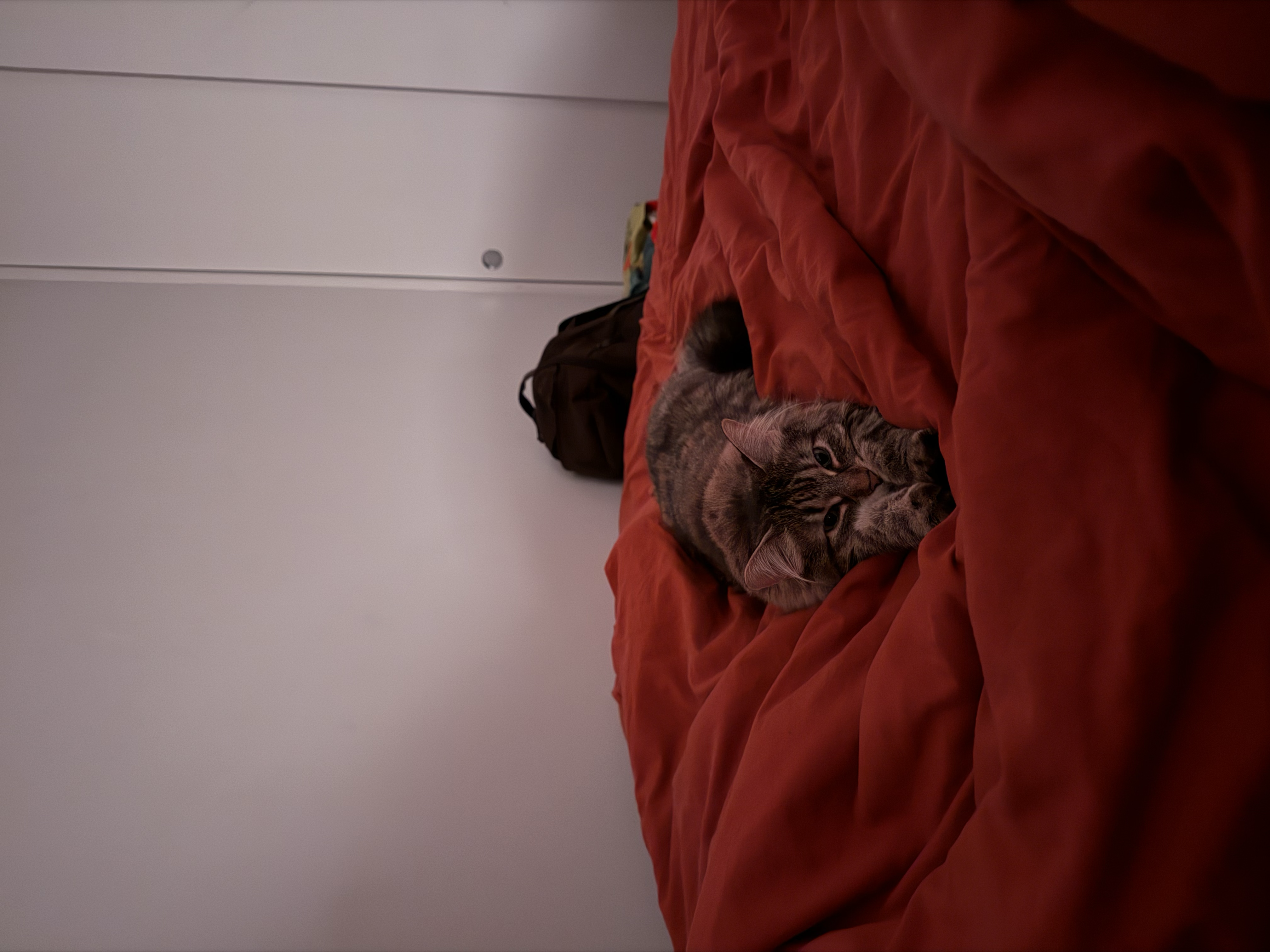 cat stretching